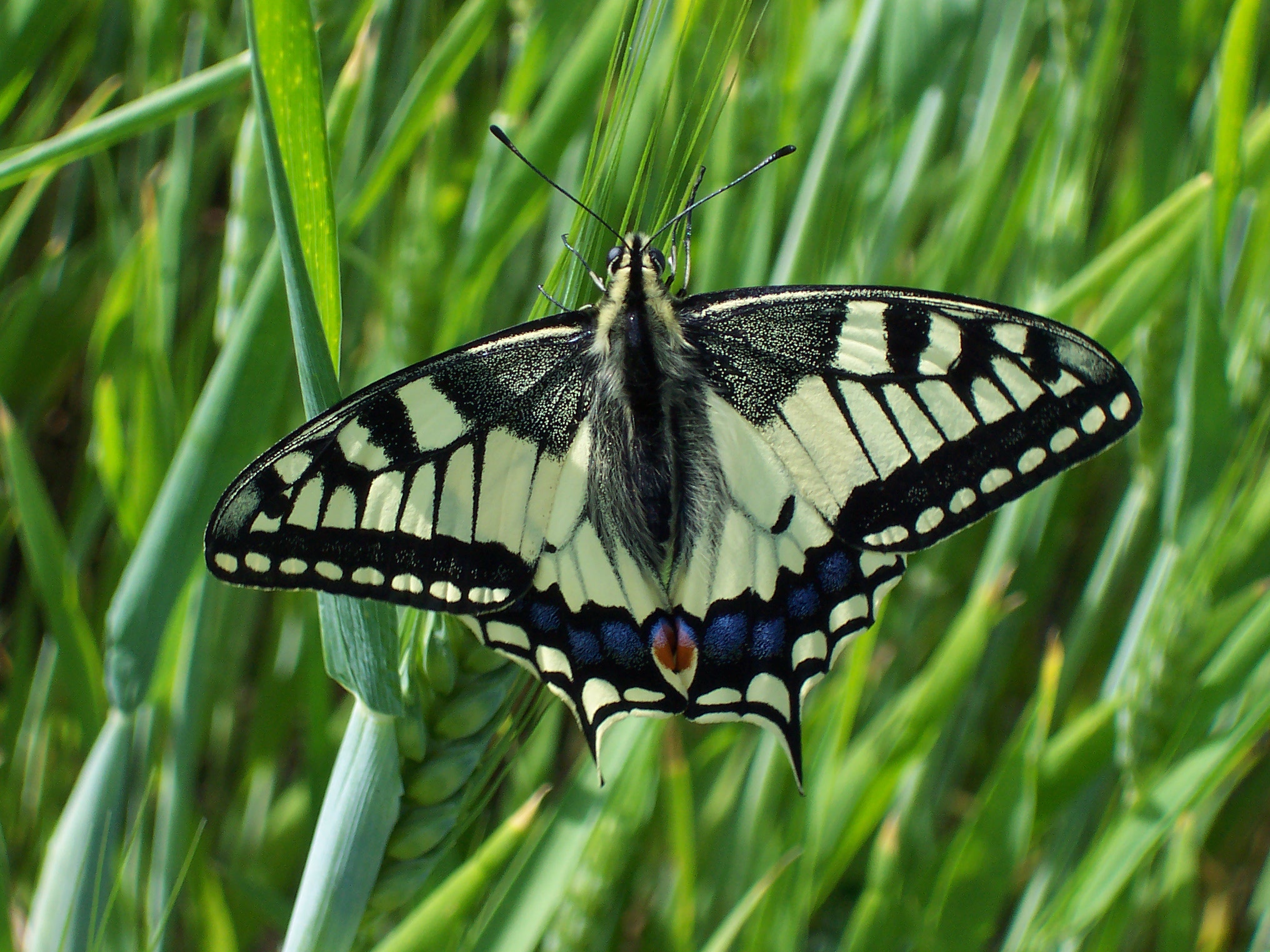 Papilio machaon