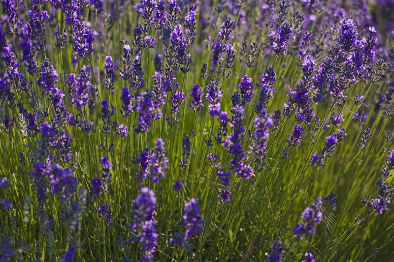 lavanda