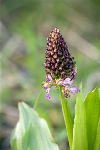 Orchidea Selvatica