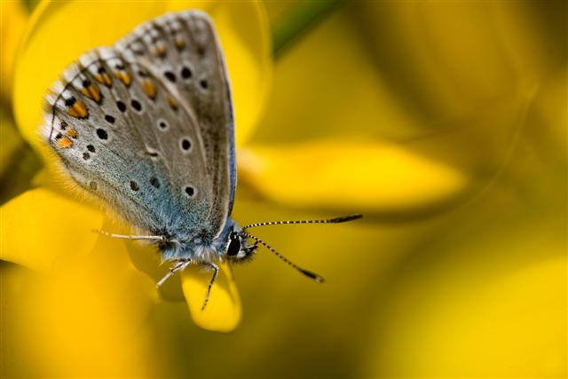 Polyommatus icarus