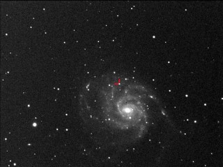 Supernova in M101