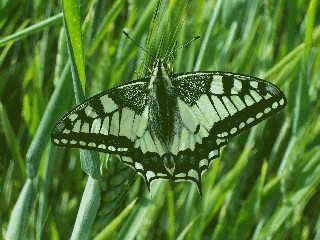 Papilio machaon