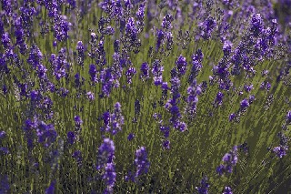 lavanda