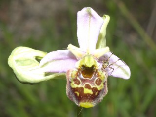 Orchidea selvatica